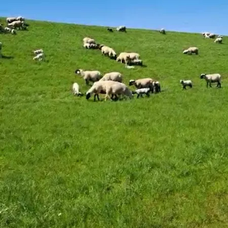 Ferienwohnung-nordsee Krummhoern